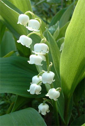 muguet muguet