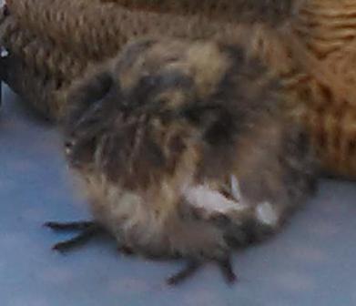 oiseau